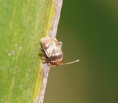 Miridae
