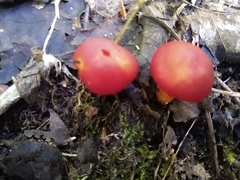 Hygrocybe punicea