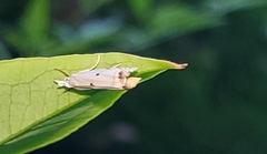 Microcrambus biguttellus