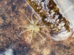Araneae