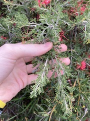 Grevillea preissii