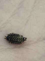 Porcellio spinicornis