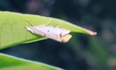Microcrambus biguttellus