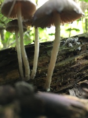 Coprinellus
