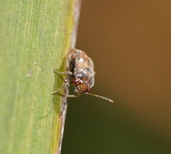Miridae