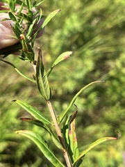 Lythrum alatum lanceolatum