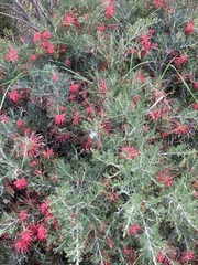 Grevillea preissii
