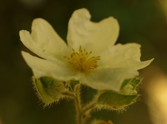 Cistus