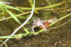 Lithobates clamitans