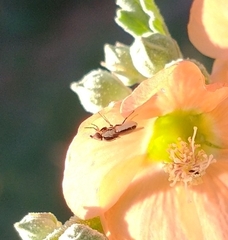 Thaumatomyia glabra