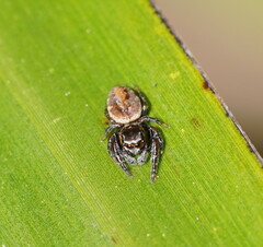 Salticidae