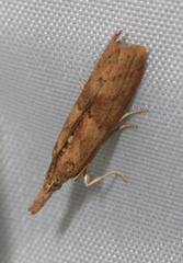 Macrorrhinia endonephele