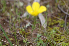 Ranunculus lappaceus