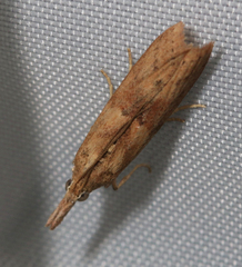 Macrorrhinia endonephele