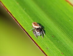 Salticidae
