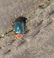 Collops nigriceps