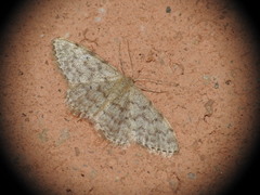 Idaea cervantaria