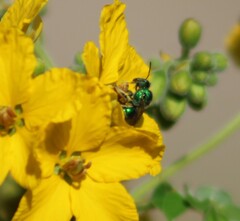 Augochloropsis metallica