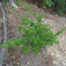 Pomaderris phylicifolia phylicifolia - Photo (c) Bill Campbell, osa oikeuksista pidätetään (CC BY-NC), lähettänyt Bill Campbell
