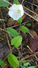 Stylisma humistrata