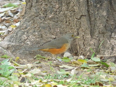Turdus rufiventris