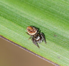 Salticidae