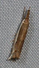 Raphiptera argillaceellus