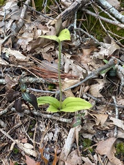 Cypripedium acaule
