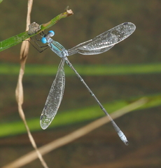 Lestes forficula