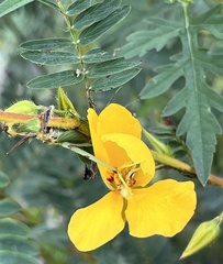 Chamaecrista fasciculata