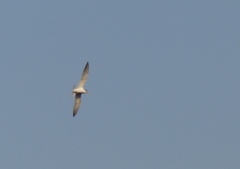 Sternula superciliaris