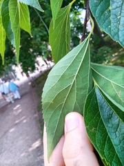 Celtis