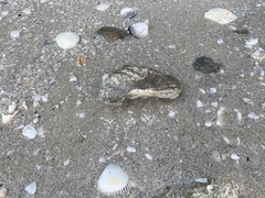 Crassostrea virginica