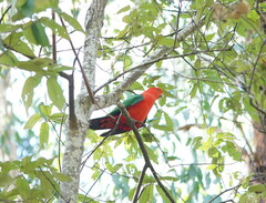 Alisterus scapularis