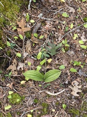 Cypripedium acaule