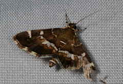 Hymenia perspectalis