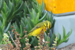 Crithagra flaviventris