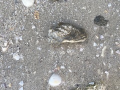 Crassostrea virginica