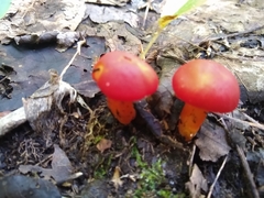 Hygrocybe punicea