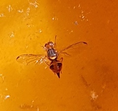 Bactrocera oleae