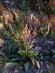Plantago lanceolata