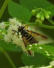 Spilomyia longicornis