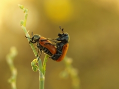 Labidostomis