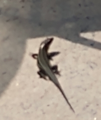 Plestiodon laticeps