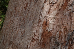 Eucalyptus robusta