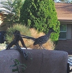 Geococcyx californianus