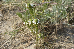 Euphrasia stricta
