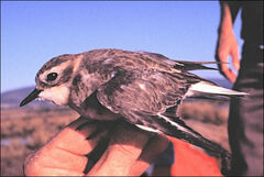 Charadrius bicinctus