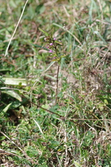 Galeopsis tetrahit