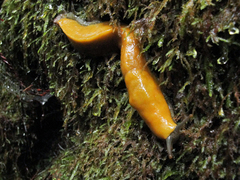 Ariolimax californicus